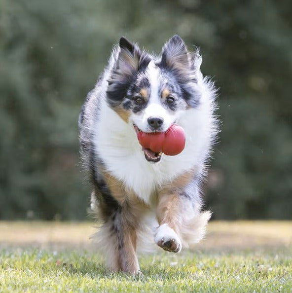 KONG Classic Dog Toy, Large