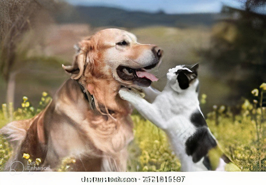 Dog Accessories