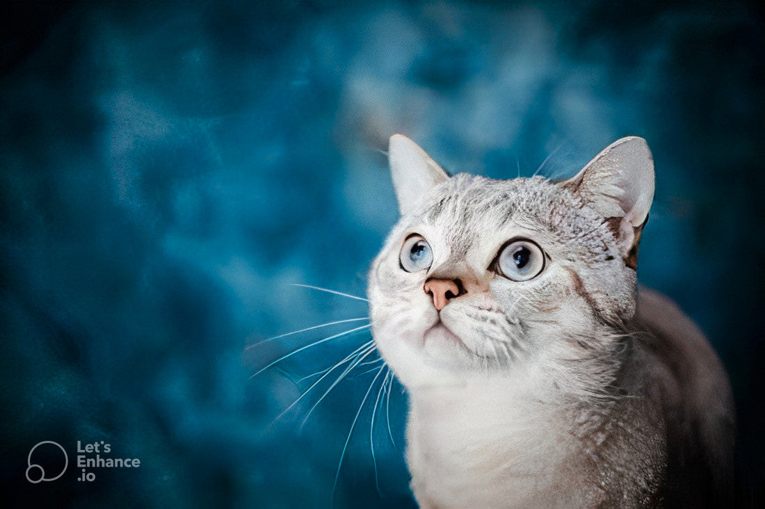 Cat Supplies