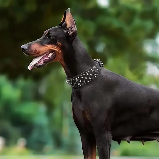 Spike Studded Dog Collar